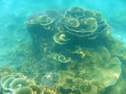 Terumbu di Karang Kapal