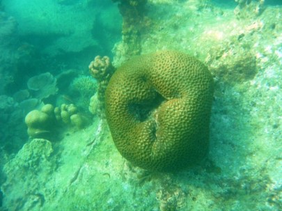 Terumbu di Bintang Rama